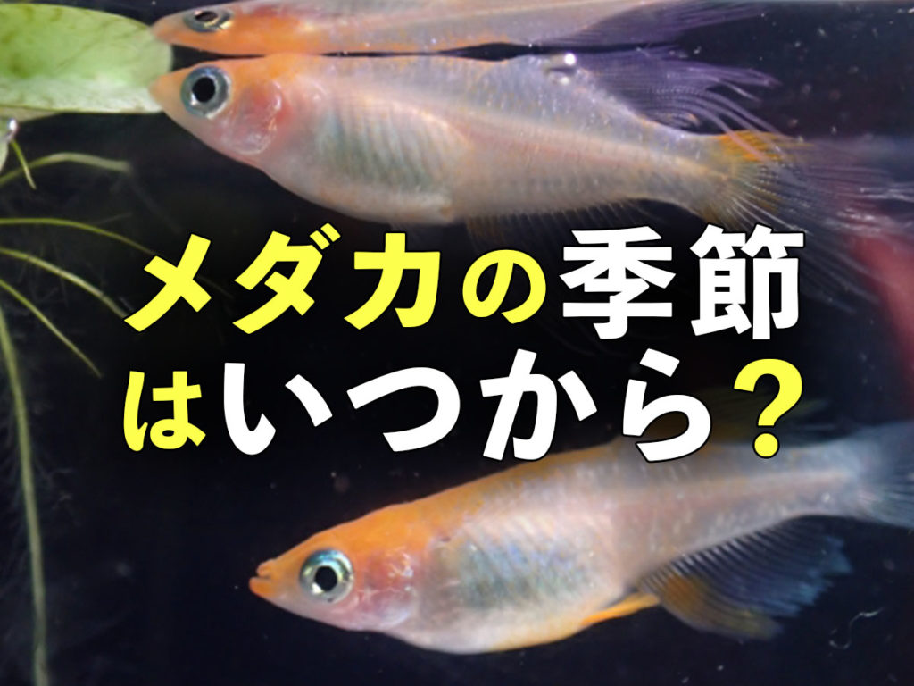 メダカの季節はいつから？冬に準備したい飼育アイテム・メダカイベントのサムネイル画像