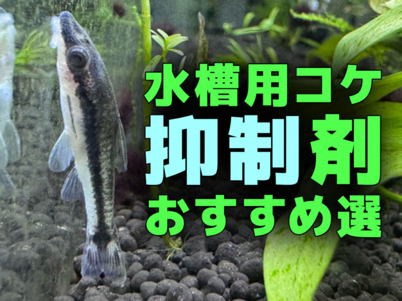 水槽用コケ抑制剤おすすめ選の見出し画像と小型ナマズ類