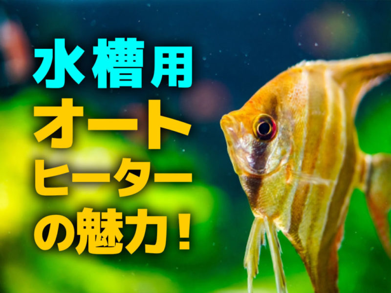 水槽用オートヒーターの魅力の文字とエンゼルフィッシュの画像