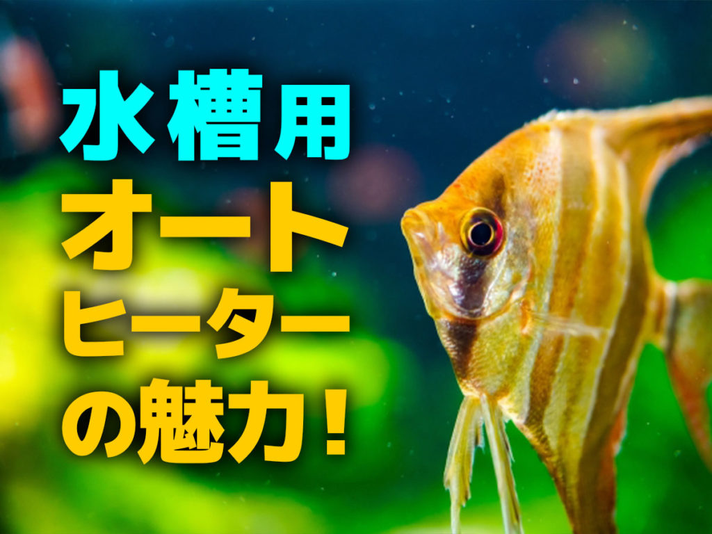 水槽用オートヒーターの魅力!温度固定式が向いている水槽とおすすめ機種のサムネイル画像