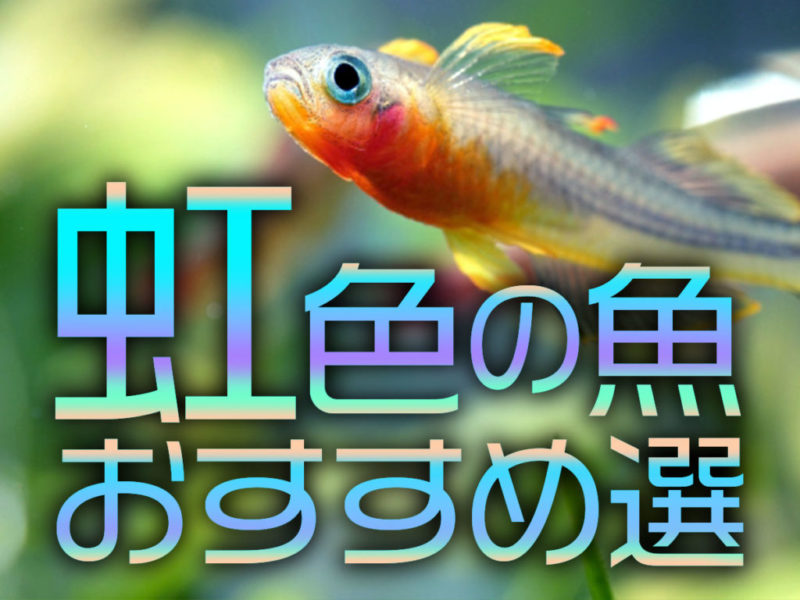 虹色の魚おすすめ選の文字と泳ぐ小型熱帯魚の見出し画像
