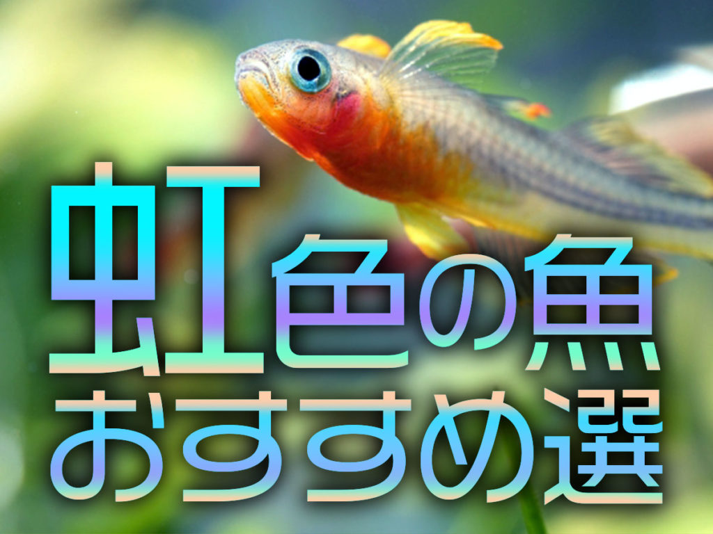 虹色の魚!アクアリウムを幻想的にするレインボーフィッシュ10選を紹介のサムネイル画像