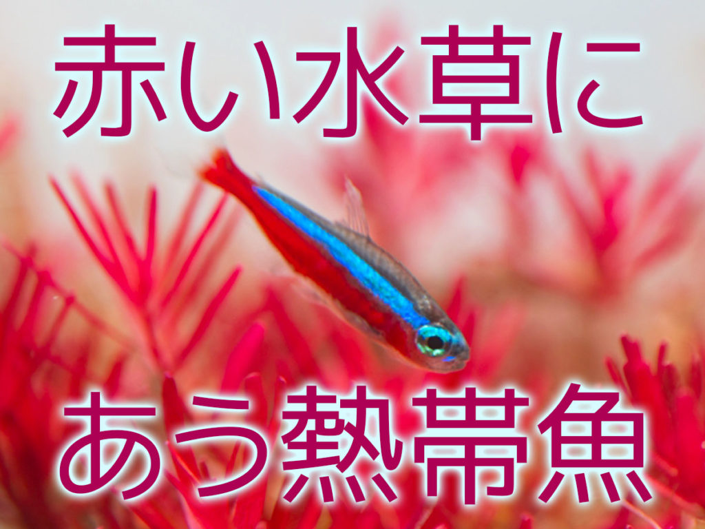 赤い水草におすすめな熱帯魚10選!水草のカラーを映えさせる魚種のサムネイル画像
