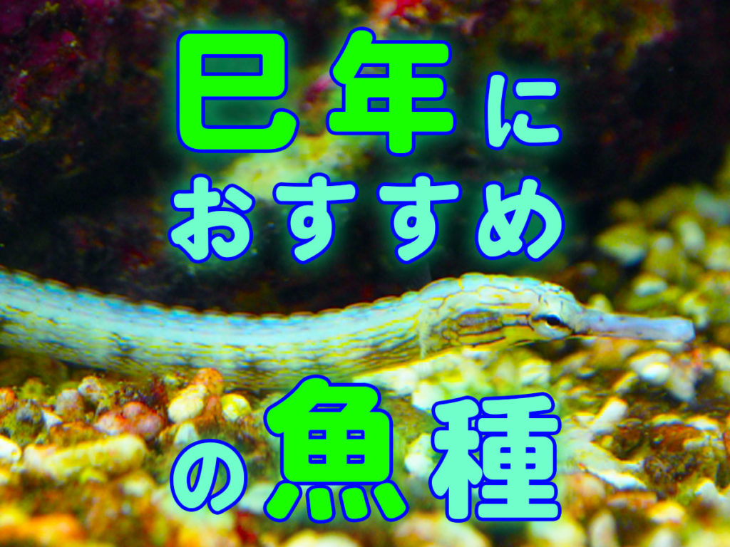 巳年におすすめの魚10選！自宅でも飼育できる干支にちなんだ魚種のサムネイル画像