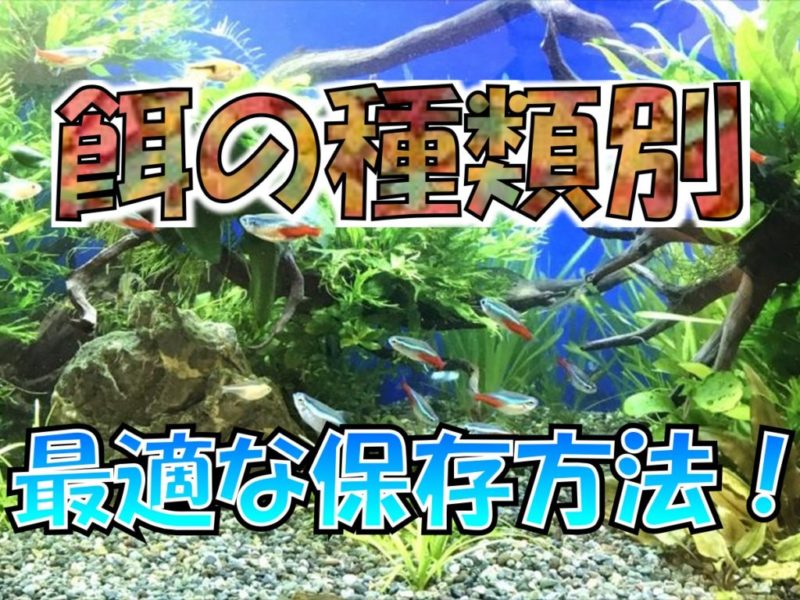 餌の種類別最適な保存方法の文字入り水草水槽画像