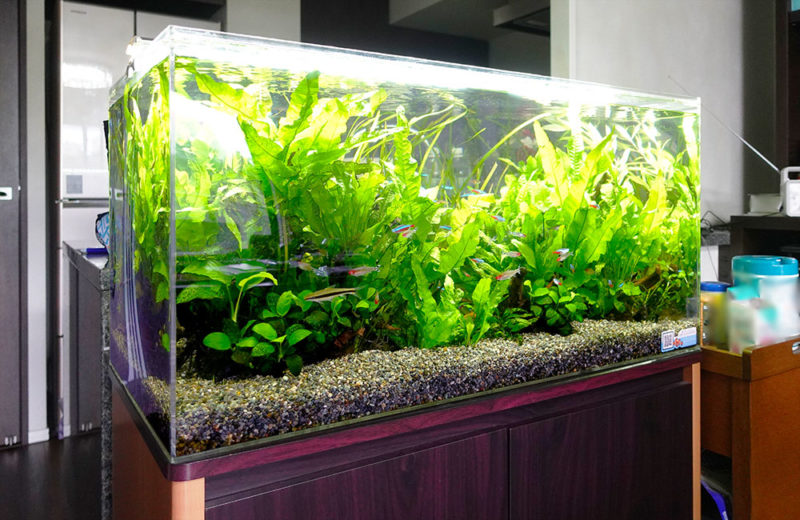 水草が茂る水槽内を泳ぐネオンテトラの仲間と小型熱帯魚