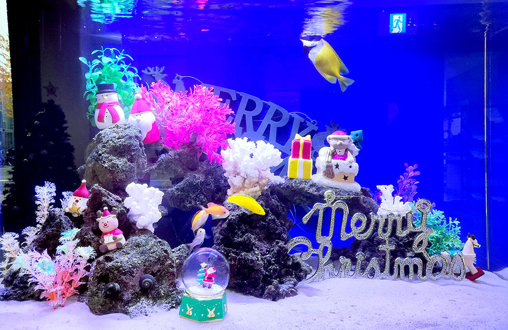 クリスマス装飾と海水魚が泳ぐ青い照明の海水魚水槽