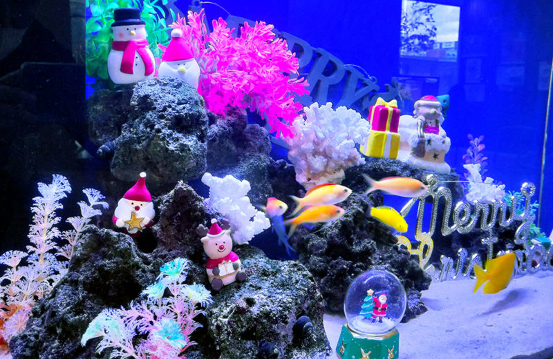 施設様のクリスマス水槽!90cm海水魚水槽を飾り付け・その1 水槽画像4
