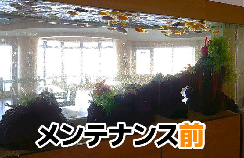 レストランの看板!江の島アイランドスパ様の1.95m大型水槽・その後 水槽画像3