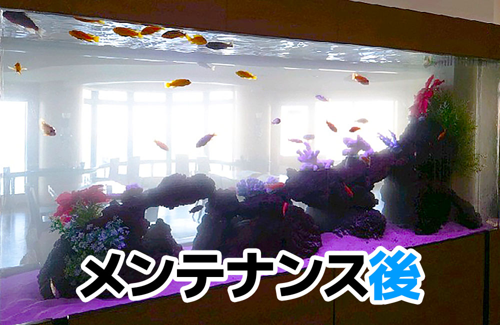 メンテナンス後の大型水槽と泳ぐ熱帯魚の画像
