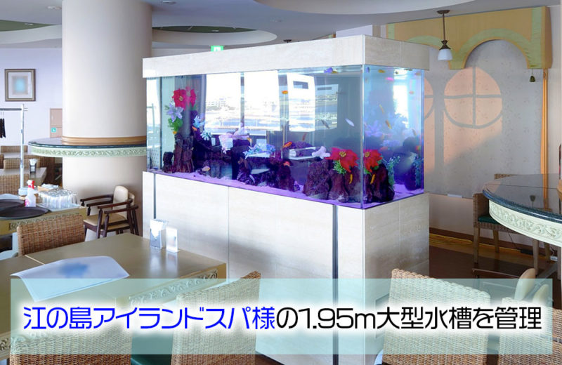 レストランの看板!江の島アイランドスパ様の1.95m大型水槽・その後 水槽画像1