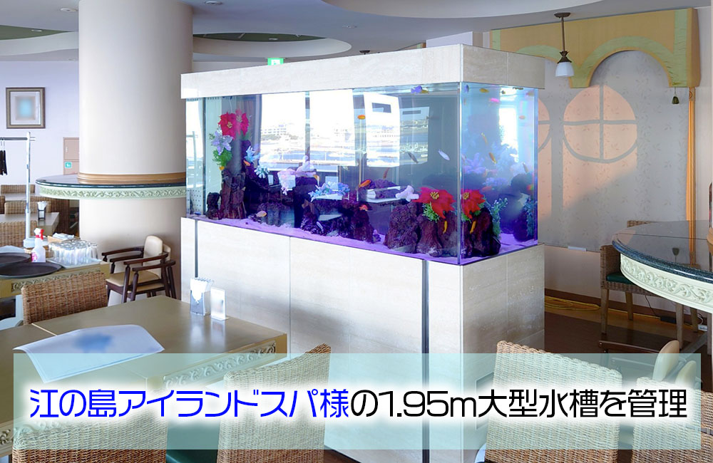 レストランの看板！江の島アイランドスパ様の1.95ｍ大型水槽・その後