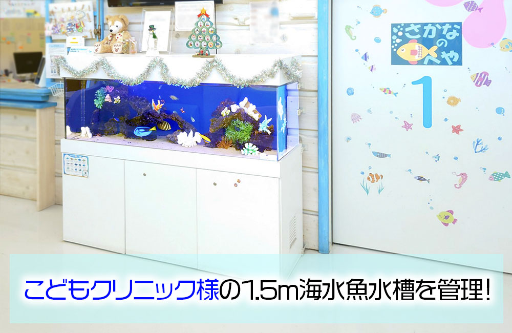 アニメ映画を再現!こどもクリニック様の150cm海水魚水槽・その後の様子