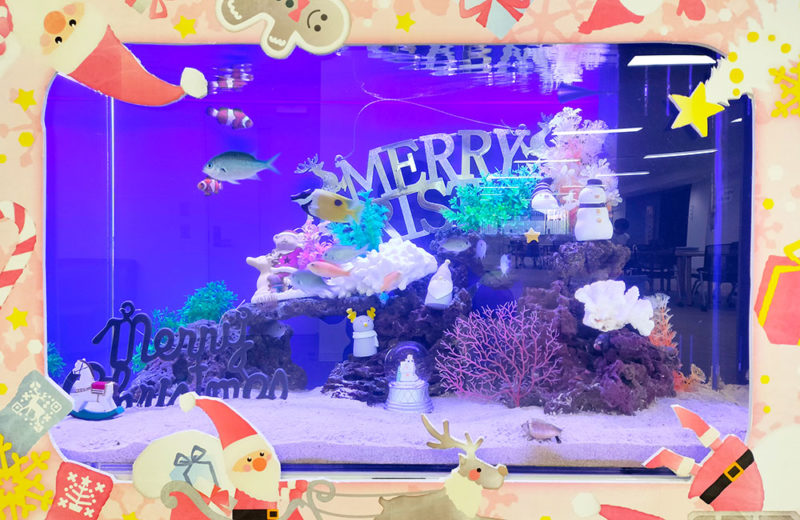 施設様のクリスマス水槽・その2!楽しい90cm海水アクアリウム 水槽画像3