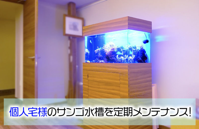 イソギンチャクの存在感！個人宅様のサンゴ水槽を定期メンテナンス 水槽画像１