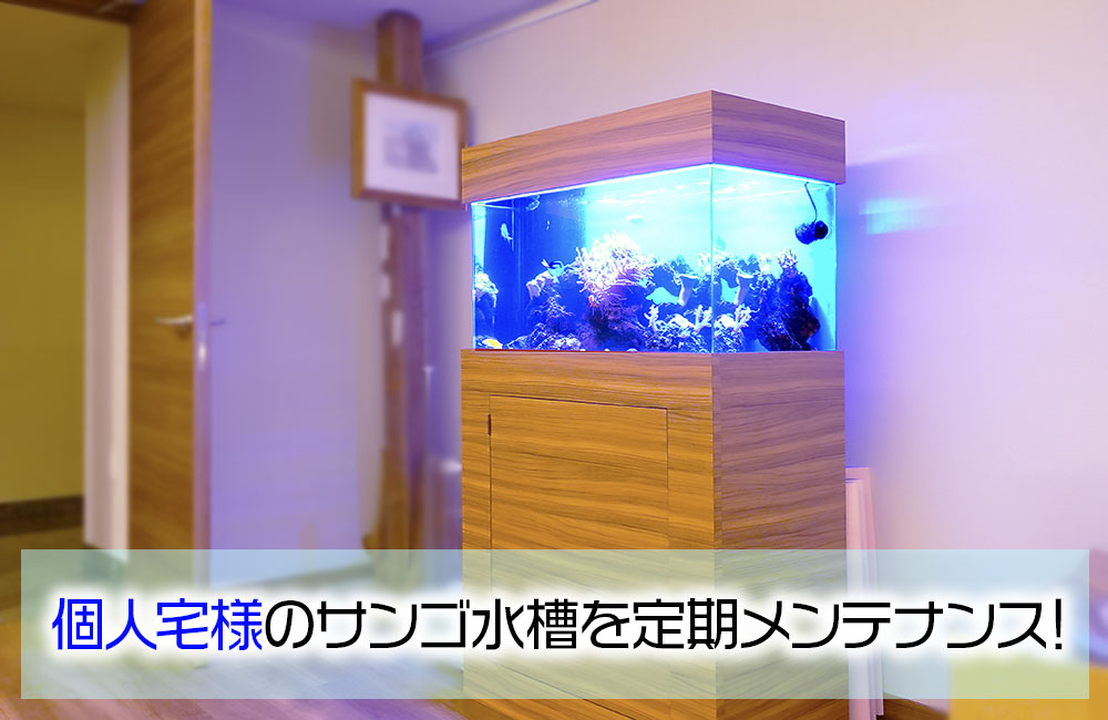 イソギンチャクの存在感！個人宅様のサンゴ水槽を定期メンテナンスのサムネイル画像
