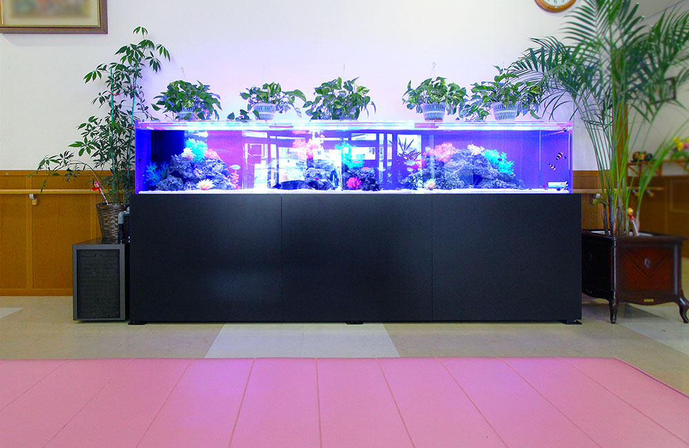 青い照明の大型水槽と上に並ぶ観葉植物の鉢植え