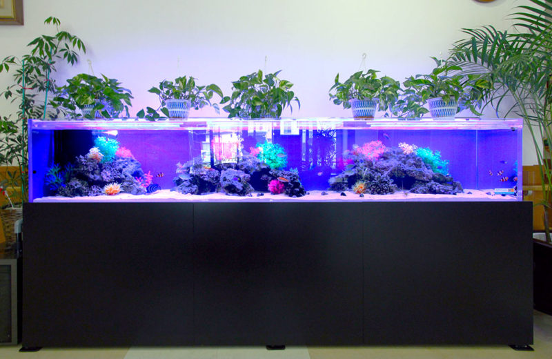 介護施設様の2.5ｍ大型海水魚水槽！その後の様子 水槽画像５