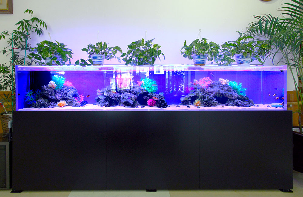 青い照明の大型水槽と上に並ぶ観葉植物の鉢植え