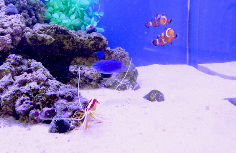 介護施設様の2.5ｍ大型海水魚水槽！その後の様子 水槽画像３