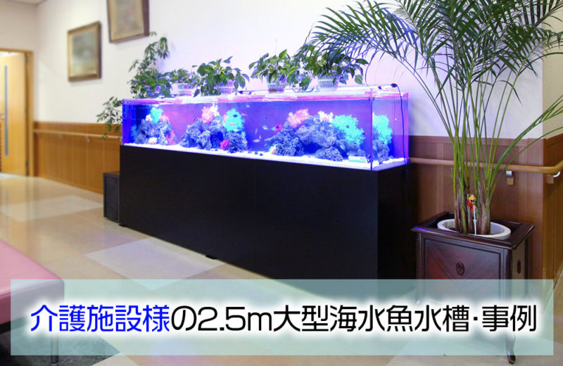介護施設様の2.5ｍ大型海水魚水槽！その後の様子 水槽画像１