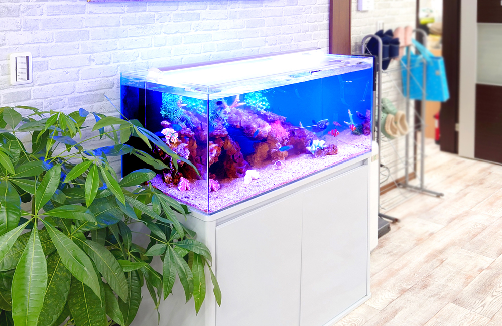 青い照明が灯る海水魚水槽と横に置かれた観葉植物