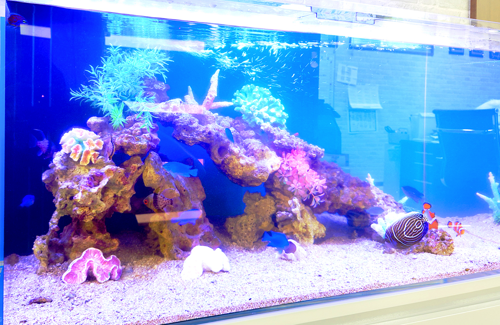 サンゴ岩と海水魚が泳ぐ大型の海水水槽レイアウト