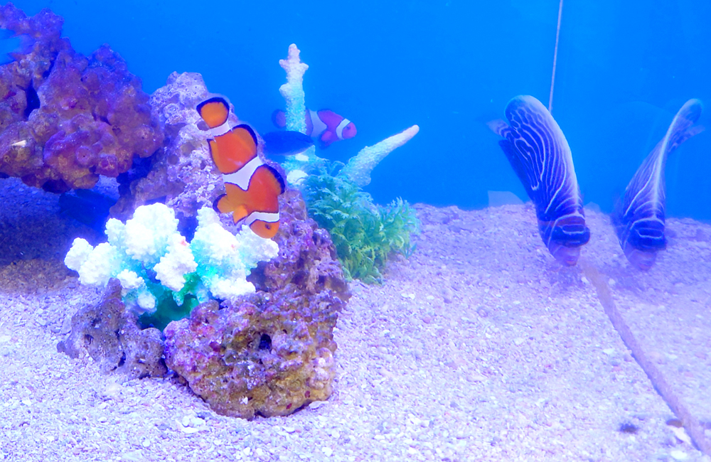 サンゴ岩とクマノミの仲間が泳ぐ海水魚水槽の風景