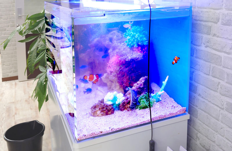 企業様の海水魚水槽を定期メンテナンス!魚たちは成長中です 水槽画像5