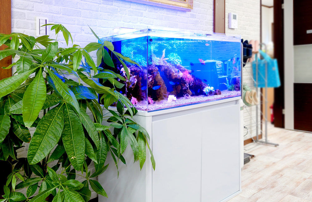 観葉植物の横に設置された青い照明の海水魚水槽