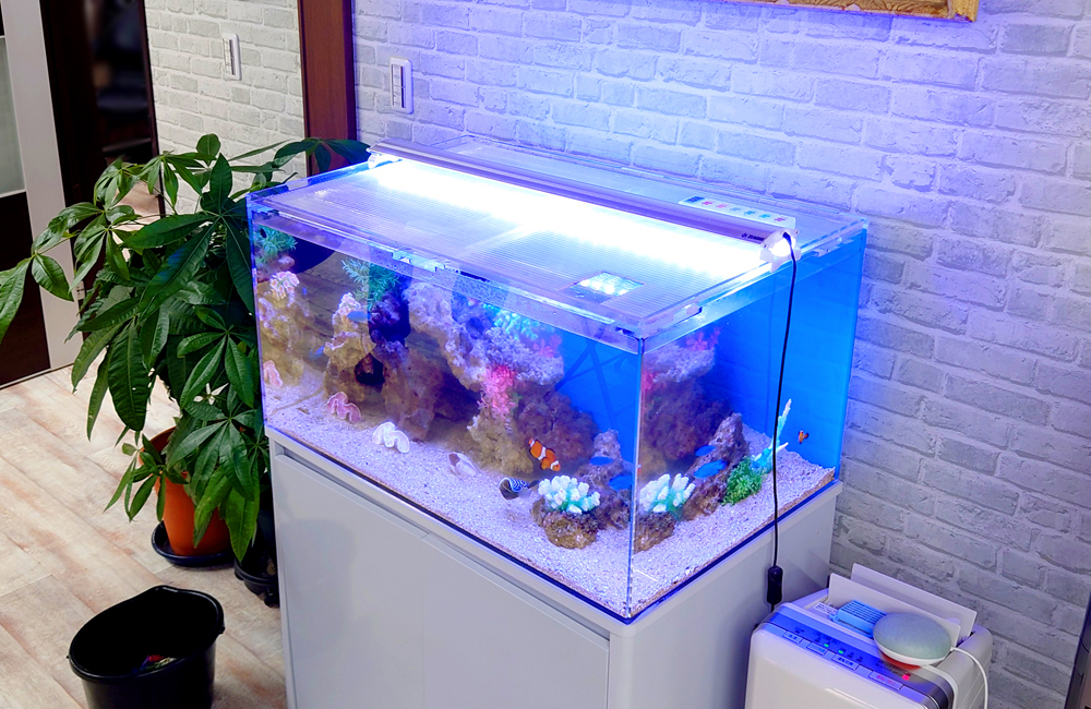 青い照明が灯る海水魚水槽とカクレクマノミの泳ぐ姿