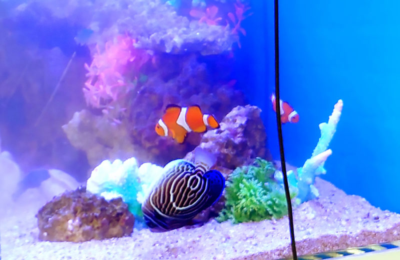 企業様の海水魚水槽を定期メンテナンス!魚たちは成長中です 水槽画像2