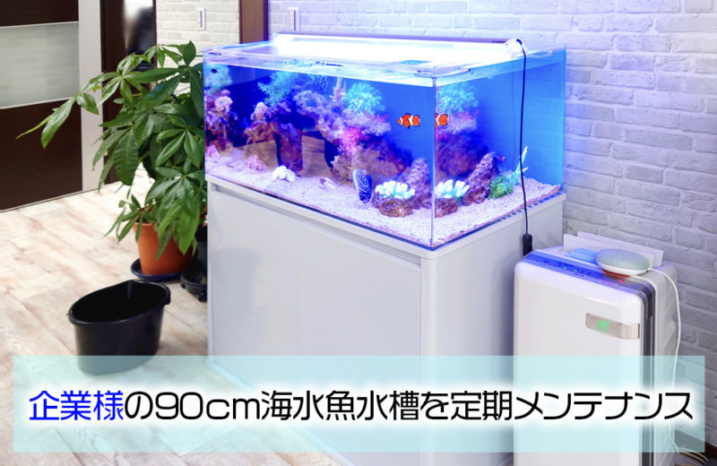 企業様の海水魚水槽を定期メンテナンス!魚たちは成長中です 水槽画像1