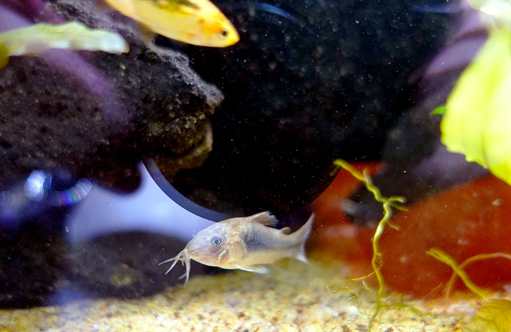水槽の底砂付近を泳ぐコリドラスの仲間と小型熱帯魚