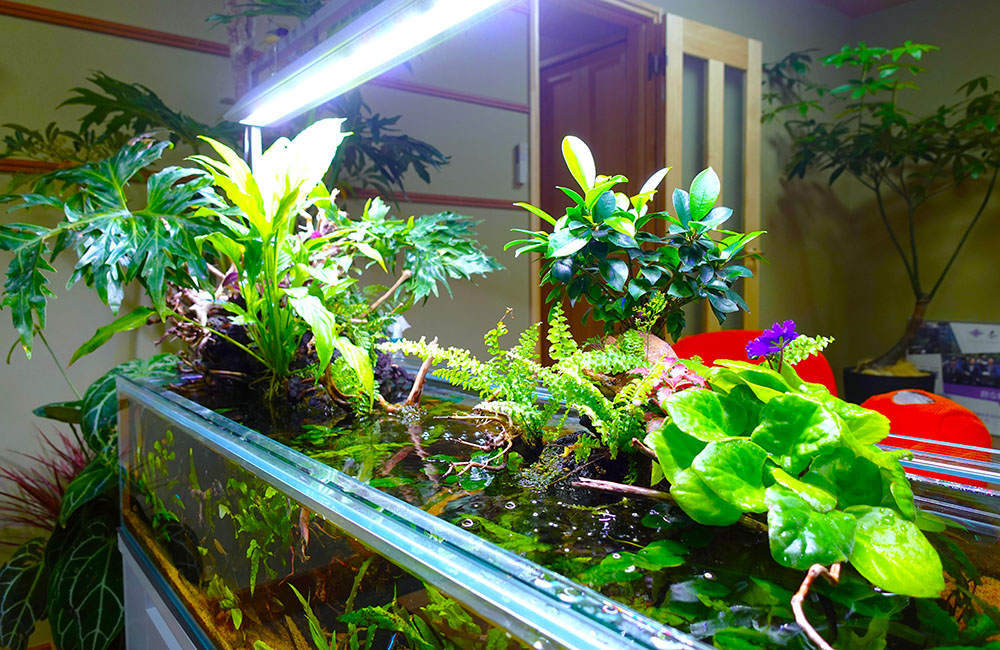 水草や観葉植物が茂るアクアテラリウム水槽と照明器具