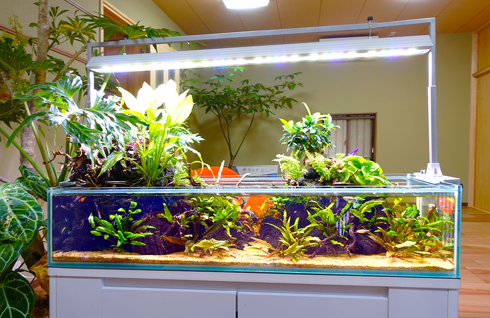 水草や観葉植物を配置した横長のアクアテラリウム水槽