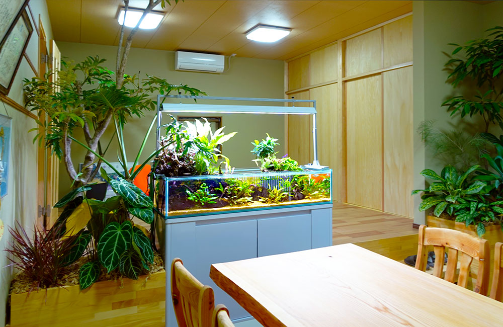観葉植物に囲まれた室内の横長アクアテラリウム水槽