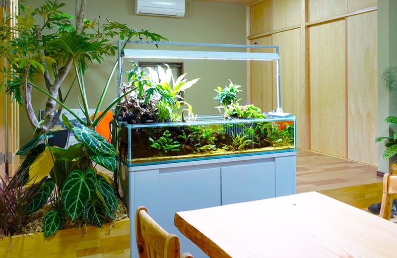 緑を楽しむ！アクアテラリウムをレンタルしよう！観葉植物が特徴的な水槽 水槽画像３
