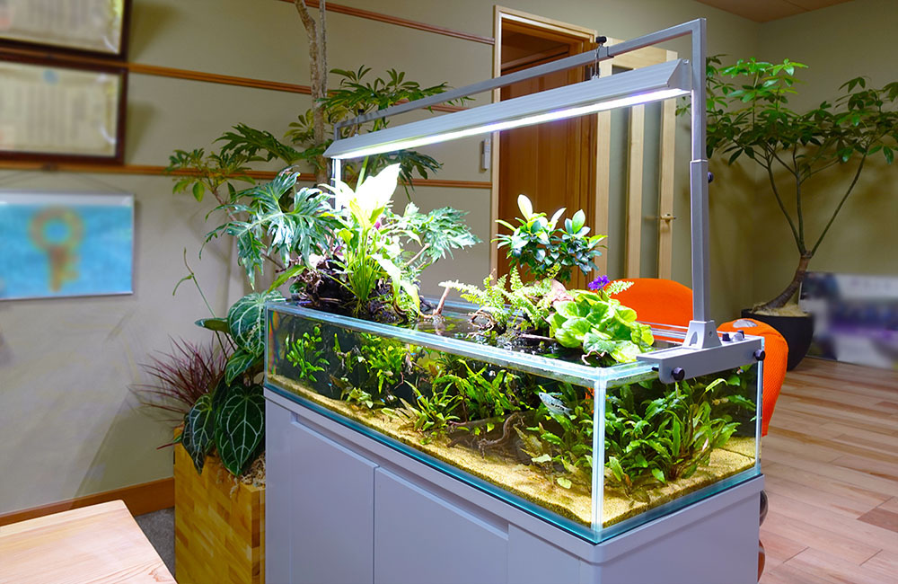水草と観葉植物を植栽した横長のアクアテラリウム水槽
