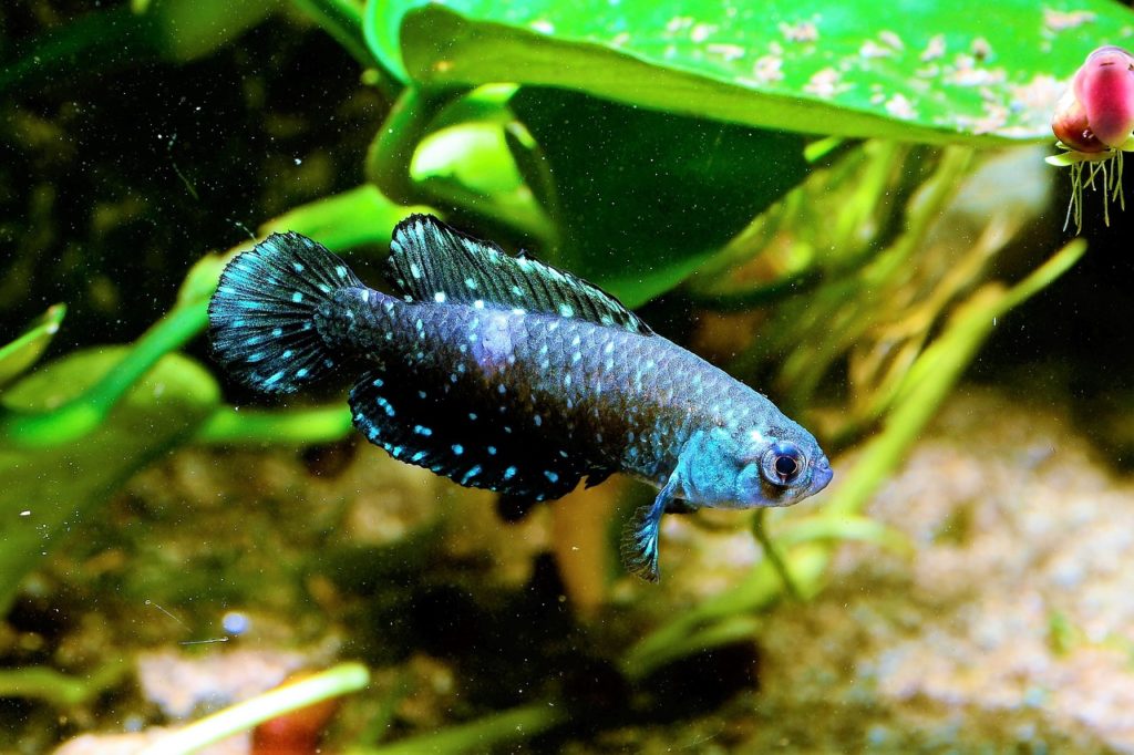 水草の前を泳ぐ青い斑点模様の熱帯魚と水槽底砂