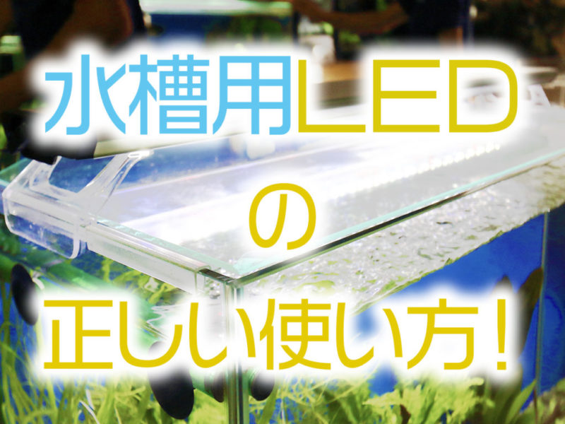 水槽用LEDの正しい使い方の文字入り見出し画像