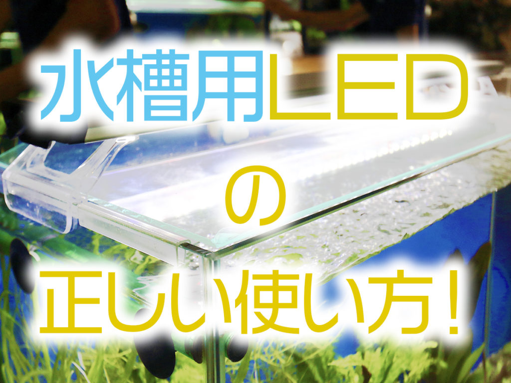 水槽用LED照明の正しい使い方・設置方法!フタが必要な理由と寿命までのサムネイル画像