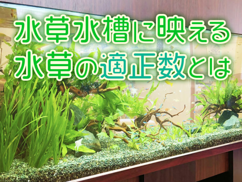 水草水槽に映える水草の適正数についての見出し画像