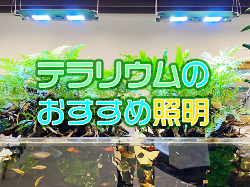 テラリウムのおすすめ照明の見出し画像