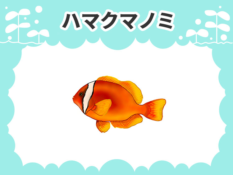 ハマクマノミのお魚図鑑