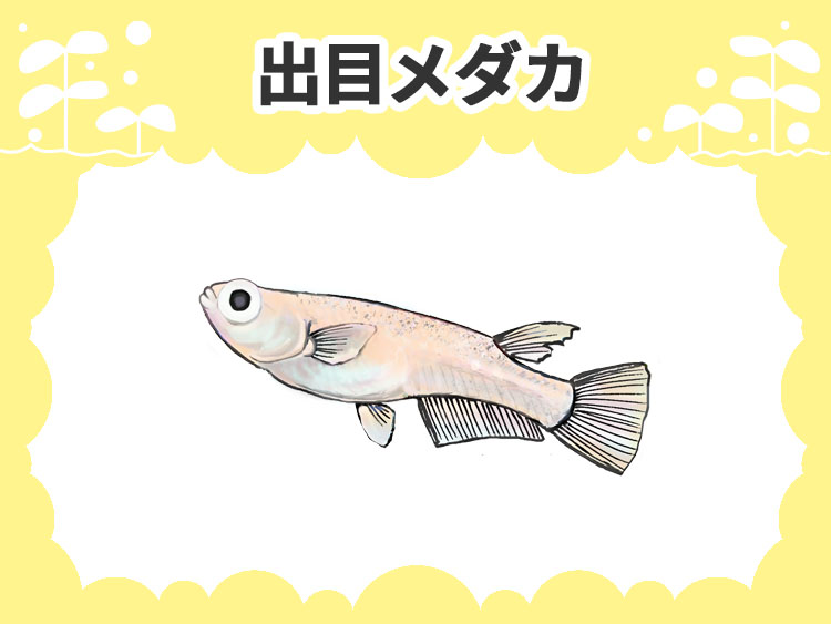 出目メダカのサムネイル画像
