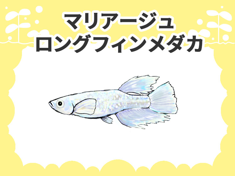 マリアージュロングフィンのサムネイル画像