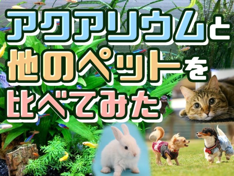アクアリウムと他のペットを比べてみたの見出し画像