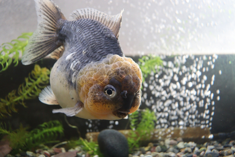 水槽内を泳ぐ肉瘤の発達した金魚と水草の背景