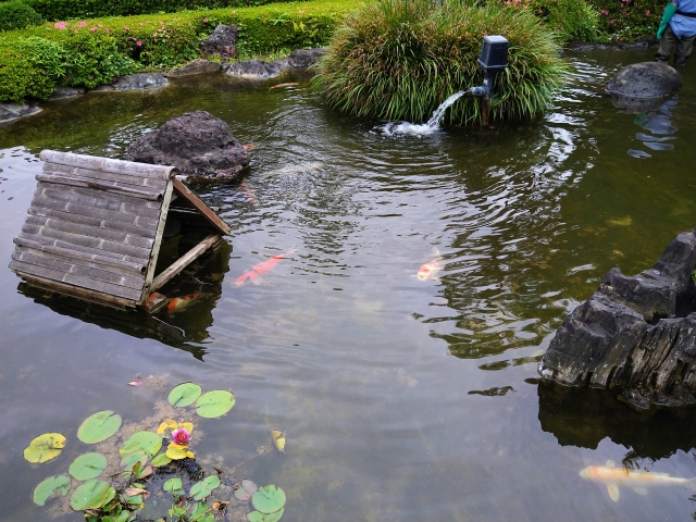 錦鯉が泳ぐ日本庭園の池と睡蓮の花